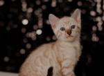 Yates - Bengal Kitten For Sale - Norwalk, CT, US