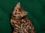 Yardley - Bengal Kitten For Sale - Norwalk, CT, US