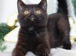 Black Scottish Straight boy - Scottish Straight Kitten For Sale - Spokane, WA, US