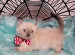 Azul's boy - Munchkin Kitten For Sale - Conroe, TX, US