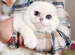Scottish fold chinchilla kitty - Scottish Fold Kitten For Sale - Seattle, WA, US