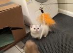 Jasper Munckin Scottish Straight - Munchkin Kitten For Sale - Houston, TX, US