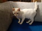 Flame Point Male - Domestic Kitten For Sale - MO, US