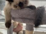 Munfin - Himalayan Kitten For Sale - Worcester, MA, US