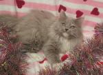 Baby Ruth - Ragdoll Cat For Sale - Phoenix, AZ, US