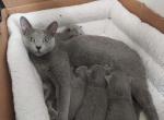 Sylvie and Jade litter - Russian Blue Kitten For Sale - Hallsville, MO, US