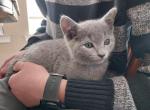 Clover and Jasper litter - Russian Blue Cat For Sale - Hallsville, MO, US