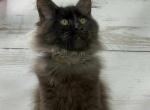 Timur - Maine Coon Cat For Sale - Brighton, CO, US