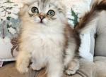 Shanel litter - Scottish Fold Kitten For Sale - Nicholasville, KY, US