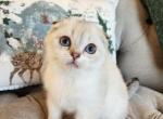 Kate's litter - Scottish Fold Kitten For Sale - 