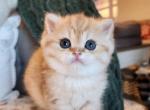 Cassie Litter - Scottish Fold Kitten For Sale - Nicholasville, KY, US