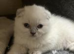 sugar - Scottish Fold Kitten For Sale - Arvada, CO, US