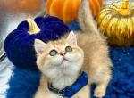 Mikki - British Shorthair Kitten For Sale - Fairfax, VA, US