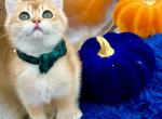 Loki - British Shorthair Cat For Sale - Fairfax, VA, US