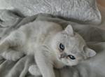 Scottish Straight Kitten - Scottish Straight Kitten For Sale - 