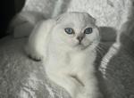 Scottish kitten - Scottish Fold Kitten For Sale - Bellingham, WA, US