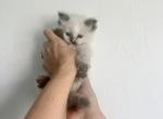 Ayla from Litter A - Siberian Kitten For Sale - North Port, FL, US