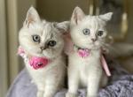 Silver chinchilla point sisters - Scottish Straight Cat For Sale - Sun City Center, FL, US