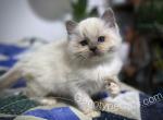 Katara - Ragdoll Cat For Sale - Tuscaloosa, AL, US