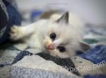 Sokka - Ragdoll Kitten For Sale - Tuscaloosa, AL, US