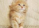 Oliver Silent Wave - Maine Coon Kitten For Sale - Brooklyn, NY, US