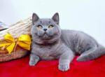 Amur - British Shorthair Cat For Sale - Brooklyn, NY, US