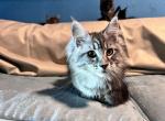 Ziya - Maine Coon Kitten For Sale - Picayune, MS, US