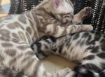 Snow Sepia Female - Bengal Kitten For Sale - Owensville, MO, US