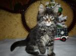 Fred - Maine Coon Kitten For Sale - Picayune, MS, US