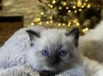 Valentine litter - Ragdoll Kitten For Sale - North Port, FL, US