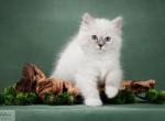 Almaz - Siberian Cat For Sale - Norwalk, CT, US