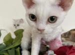 Yuki - Devon Rex Kitten For Sale - Atlanta, GA, US