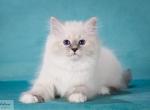 Aurica - Siberian Kitten For Sale - Norwalk, CT, US