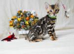 Zeus - Bengal Kitten For Sale - Pembroke Pines, FL, US