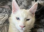 Blue eyes pure white Gustaf baby boy - Maine Coon Cat For Sale - Chipley, FL, US