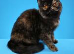 CH PURRTOPIA KISMET - Exotic Cat For Sale/Service - Ottawa, KS, US