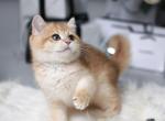 Eric - British Shorthair Cat For Sale - Hollywood, FL, US