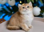 Rihanna - British Shorthair Cat For Sale - Hollywood, FL, US