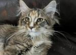 CFA registration vegas - Maine Coon Cat For Sale - San Antonio, TX, US