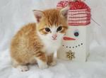 Penny - Domestic Kitten For Sale - Barto, PA, US