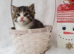 Hunter - Domestic Kitten For Sale - Barto, PA, US