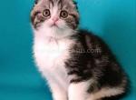 Deni black silver tabby bicolor scottish fold boy - Scottish Fold Kitten For Sale - CA, US