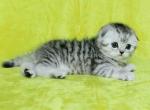 Boy snow leopard scottish fold silver tabby - Scottish Fold Kitten For Sale - CA, US