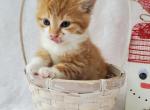 Garfield - Domestic Kitten For Sale - Barto, PA, US