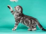 Michael tiger boy black silver tabby scottish fold - Scottish Fold Kitten For Sale - CA, US