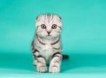 Mayson tiger boy black silver tabby scottish fold - Scottish Fold Kitten For Sale - CA, US