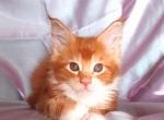 Candy - Maine Coon Kitten For Sale - New York, NY, US