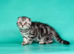 Mila tiger girl black silver tabby scottish fold - Scottish Fold Cat For Sale - CA, US