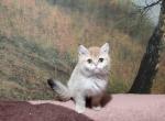 Tiny golden shaded scottish straight girl - Scottish Straight Kitten For Sale - CA, US