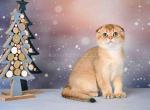 Patrice golden shaded ny 11 scottish fold girl - Scottish Fold Cat For Sale - CA, US